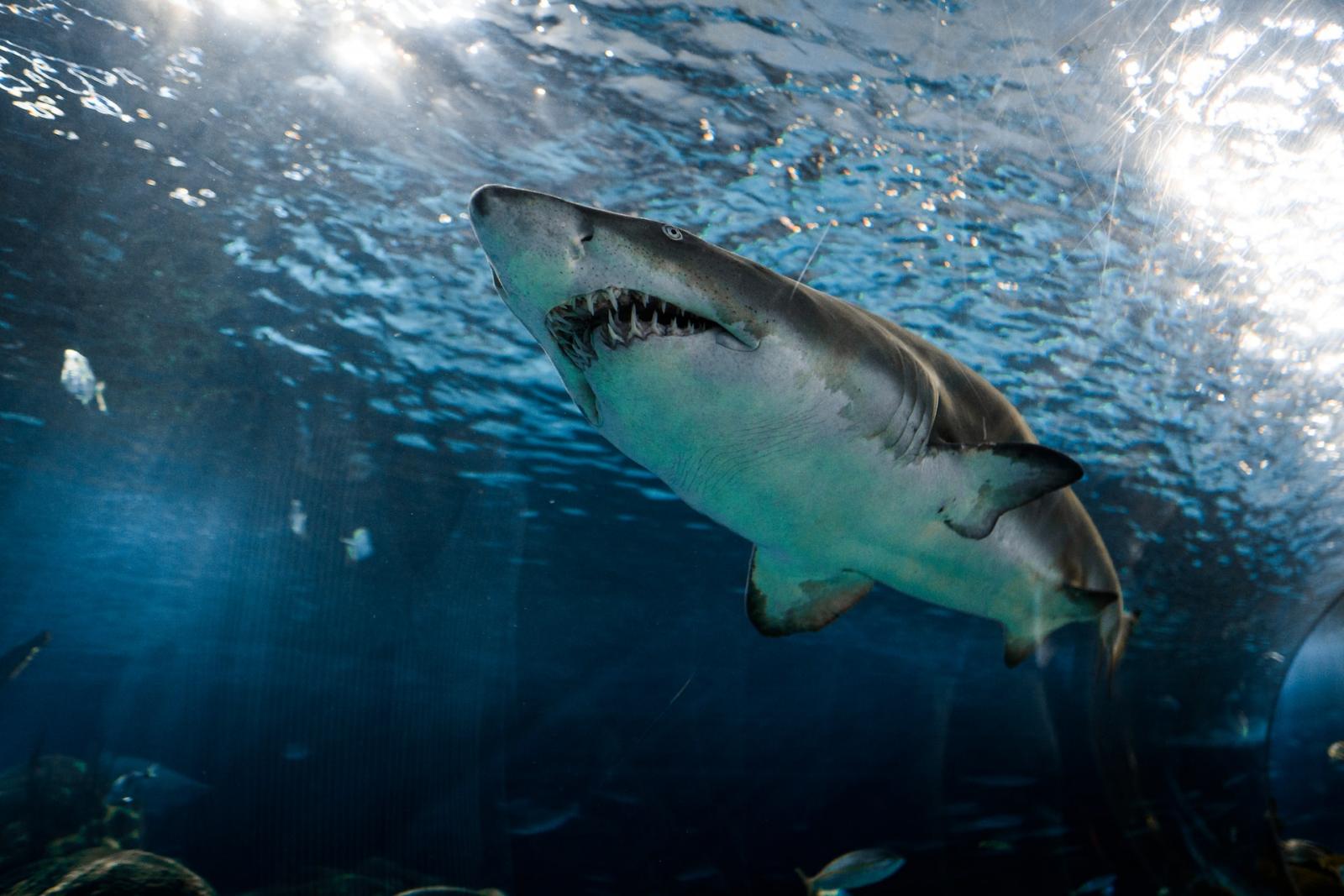 Nằm mơ thấy cá mập có ý nghĩa gì? Dự đoán giấc mơ và con số chính xác nhất