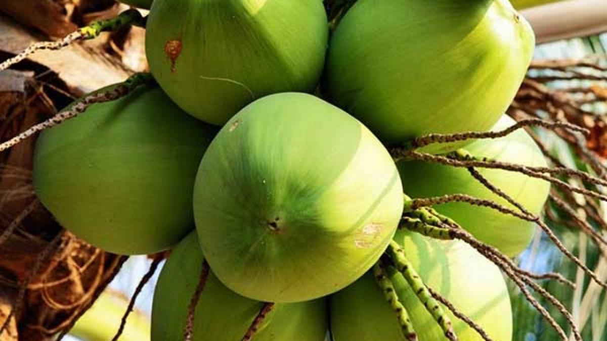 Khám phá” những điều thú vị khi mơ thấy quả dừa