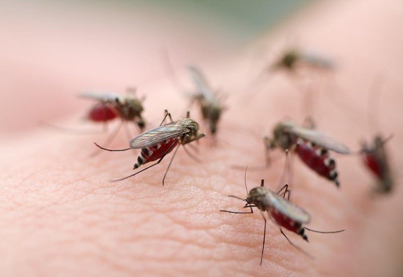 Dấu hiệu sốt xuất huyết: nguyên nhân và cách điều trị | 7 biến chứng nguy hiểm của bệnh sốt xuất huyết