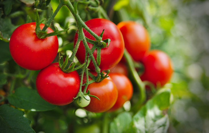 10 lợi ích sức khỏe tuyệt vời của cà chua ⋆ Hồng Ngọc Hospital