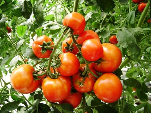 Lai tạo giống cà chua mới - Liên hiệp các Hội Khoa học & Kỹ thuật tỉnh Thái Nguyên