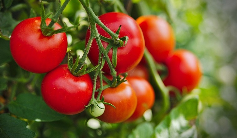 Cà chua: Ăn cà chua có tác dụng gì và các món ngon