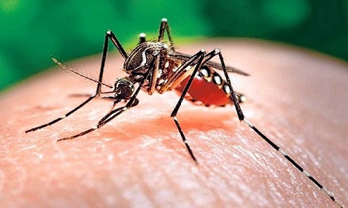 Những dấu hiệu cảnh báo biến chứng sốt xuất huyết nguy hiểm | 7 biến chứng nguy hiểm của bệnh sốt xuất huyết
